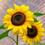 sunflower-flowers-bright-yellow-46216-46216.jpg