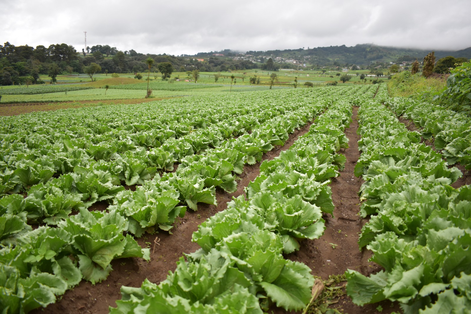 EL CAMBIO EXTREMO EN LA TENDENCIA DEL CLIMA OBLIGA A LOS AGRICULTORES A PREPARARSE ANTICIPADAMENTE PARA PROTEGER LAS COSECHAS